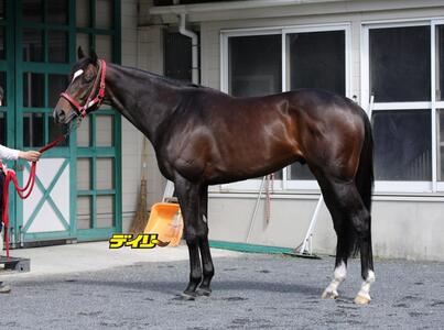 エコロヴァルツ