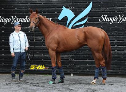 ダノンデサイル