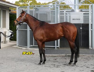 メイショウタバル