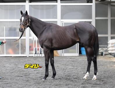 セイウンハーデス