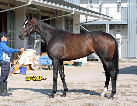 ドリームコア　評価Ｂ