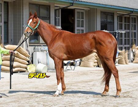 スウィートハピネス　評価Ｃ