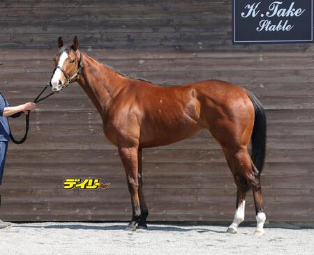 ブラックチャリス　評価Ａ