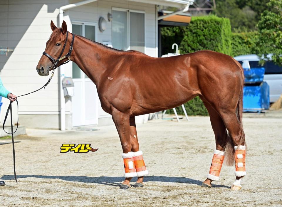 スターアニス　評価Ａ