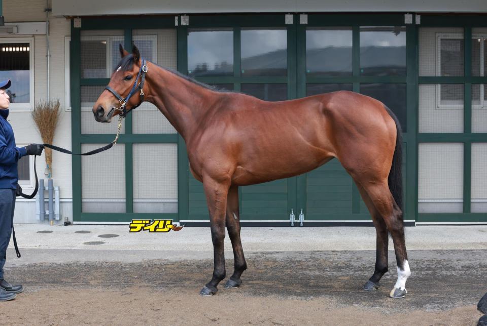 ディアダイヤモンド　評価Ａ