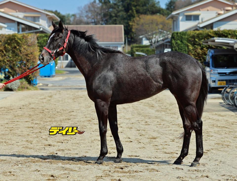 ナムラコスモス　評価Ｂ