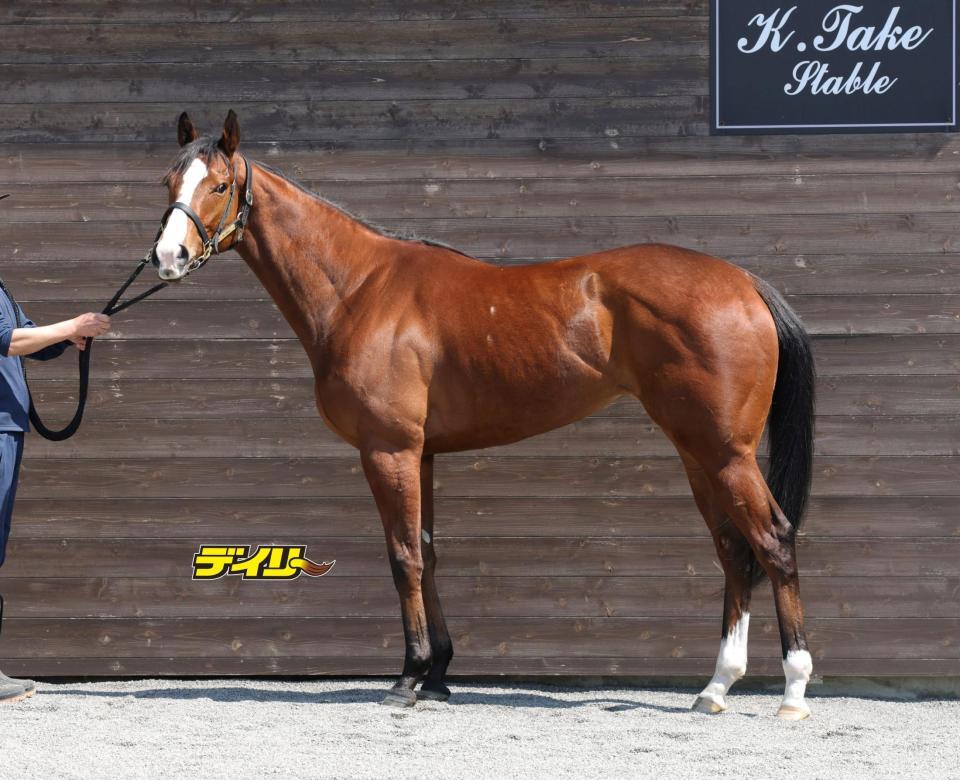 ブラックチャリス　評価Ａ