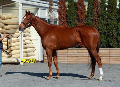 フェスティバルヒル