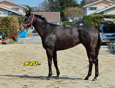 ナムラコスモス