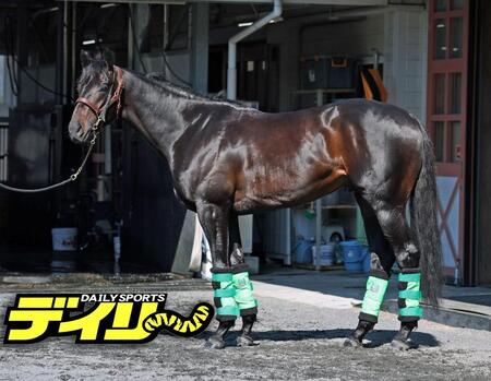 ロブチェン　評価　Ａ