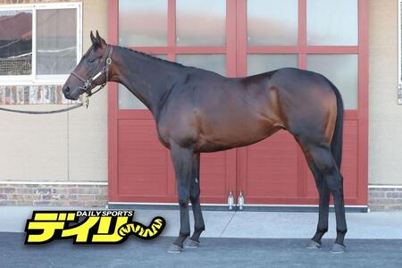 パントルナイーフ　評価　Ｂ