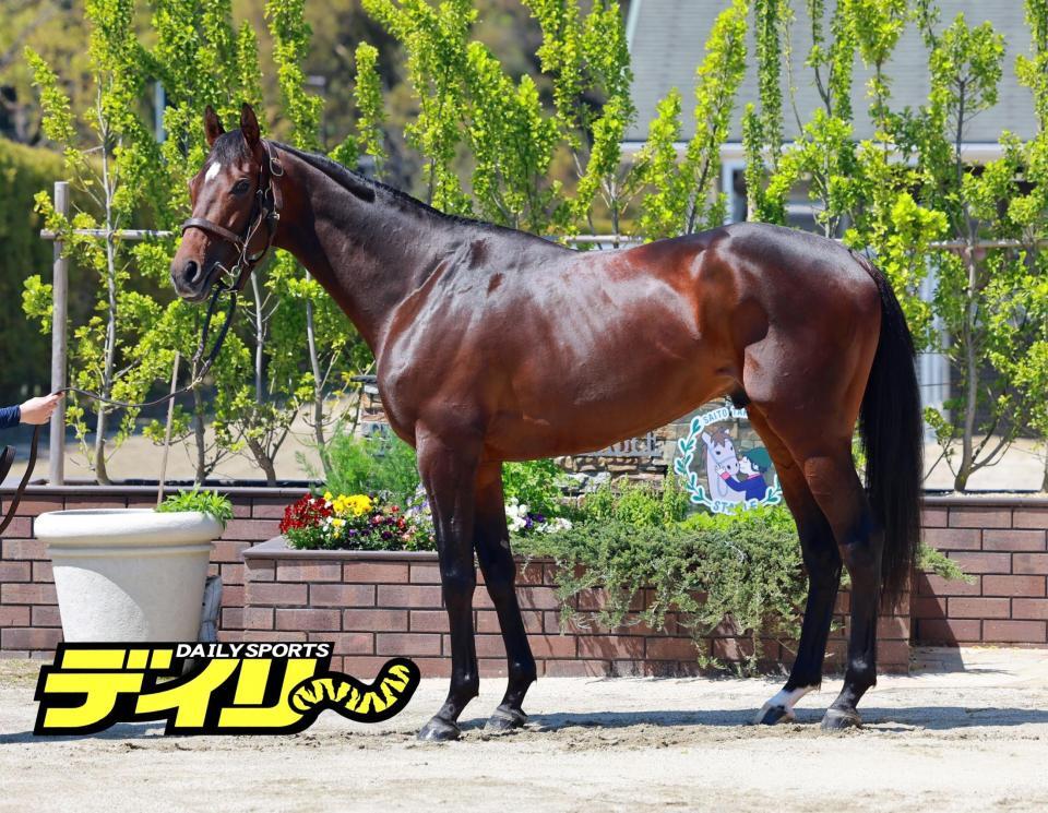 バステール　評価　Ｂ