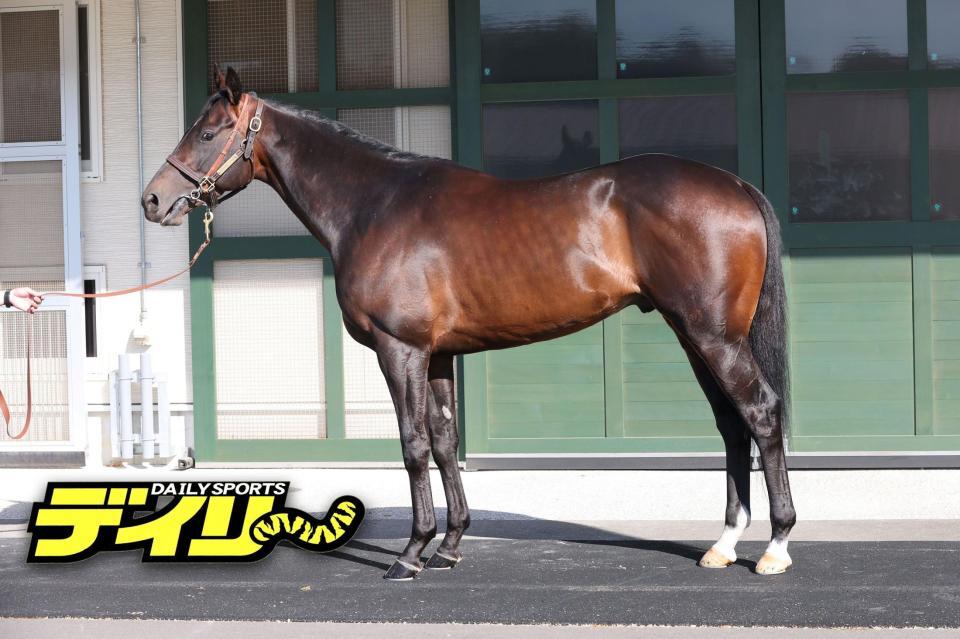 フォルテアンジェロ　評価　Ｂ