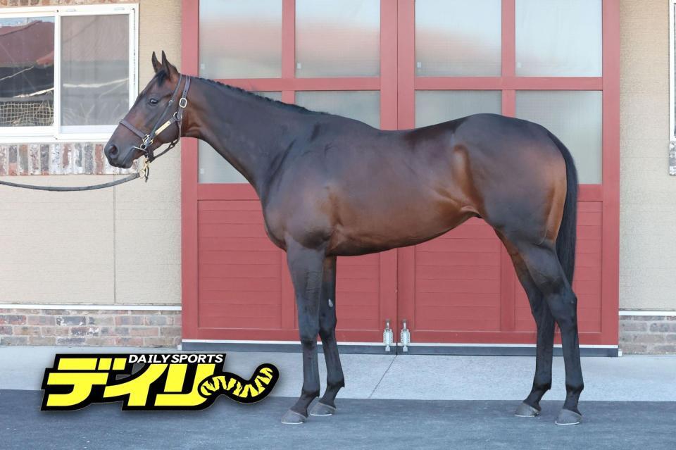 パントルナイーフ　評価　Ｂ