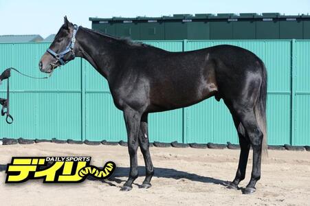 リアライズシリウス