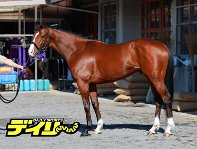 アドマイヤクワッズ