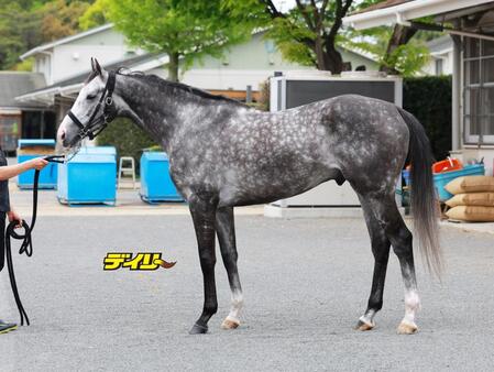 アドマイヤテラ　評価Ａ