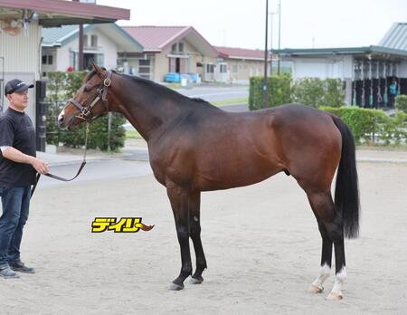 マイネルカンパーナ　評価Ｂ