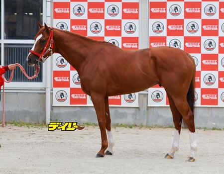 シンエンペラー　評価Ｂ