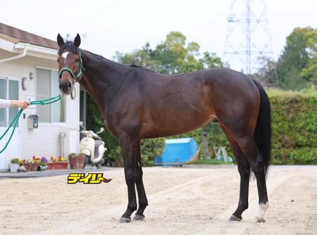 タガノデュード　評価Ｂ