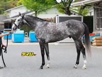 アドマイヤテラ