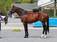 スティンガーグラス