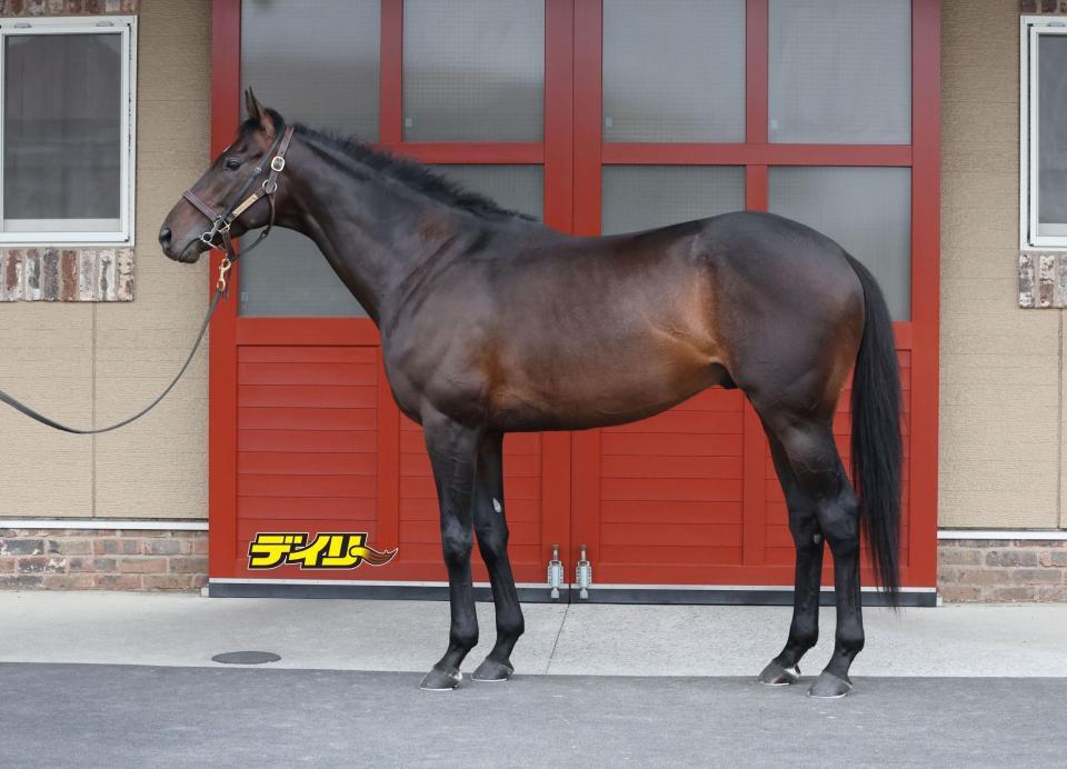 ヘデントール　評価Ａ