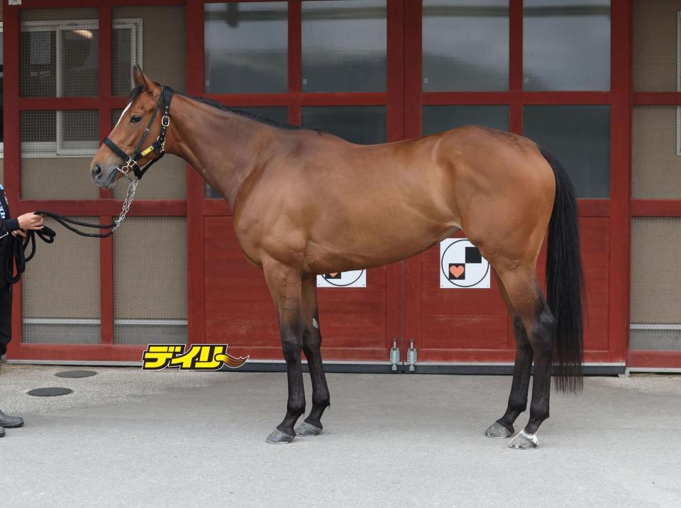 ホーエリート　評価Ｂ