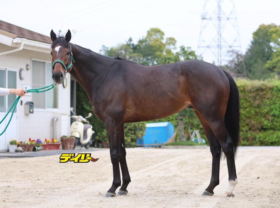 タガノデュード　評価Ｂ