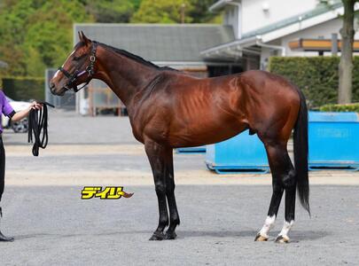 スティンガーグラス