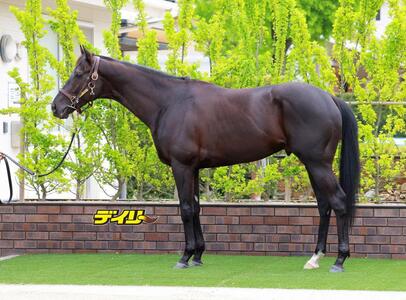 クロワデュノール