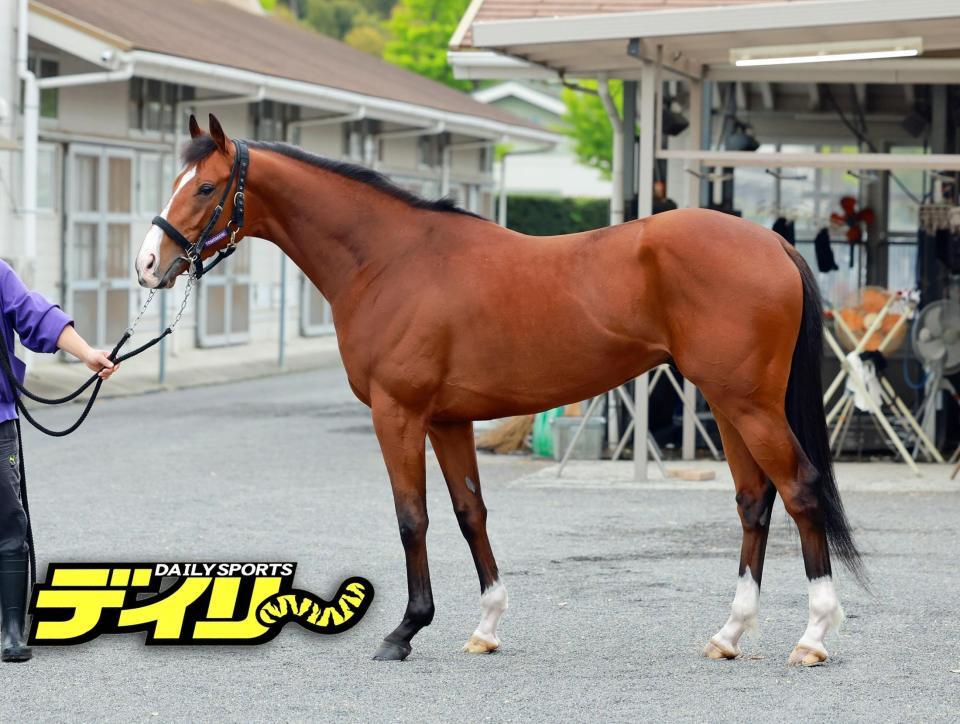 アドマイヤクワッズ　評価Ｂ
