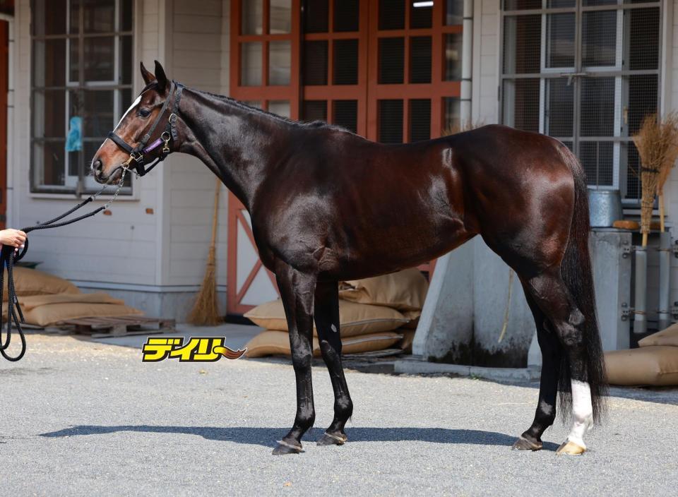 カムニャック　評価Ａ