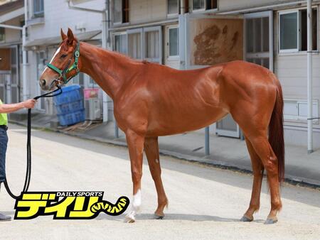 スウィートハピネス　評価Ｃ