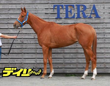 ジュウリョクピエロ　評価Ｂ 