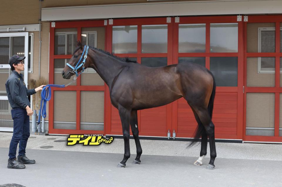 ラフターラインズ　評価Ａ