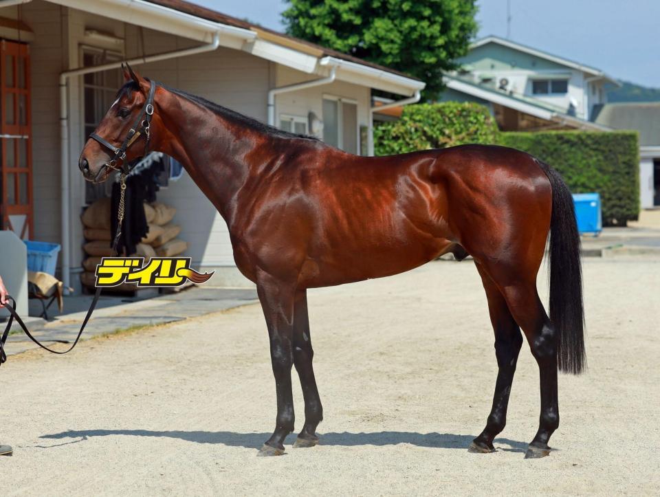 マテンロウゲイル　評価Ｂ