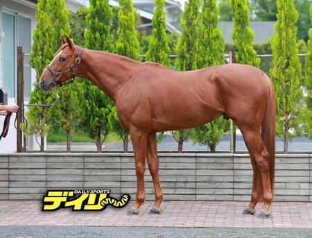 ビザンチンドリーム　評価Ｃ