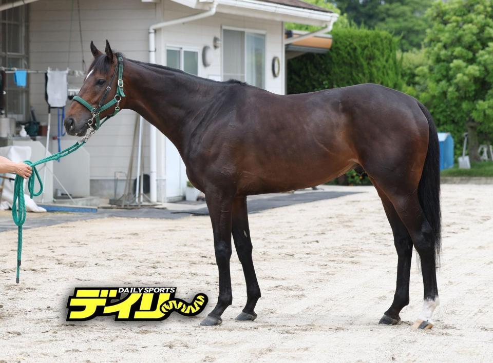 タガノデュード　評価Ｂ