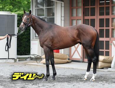スティンガーグラス