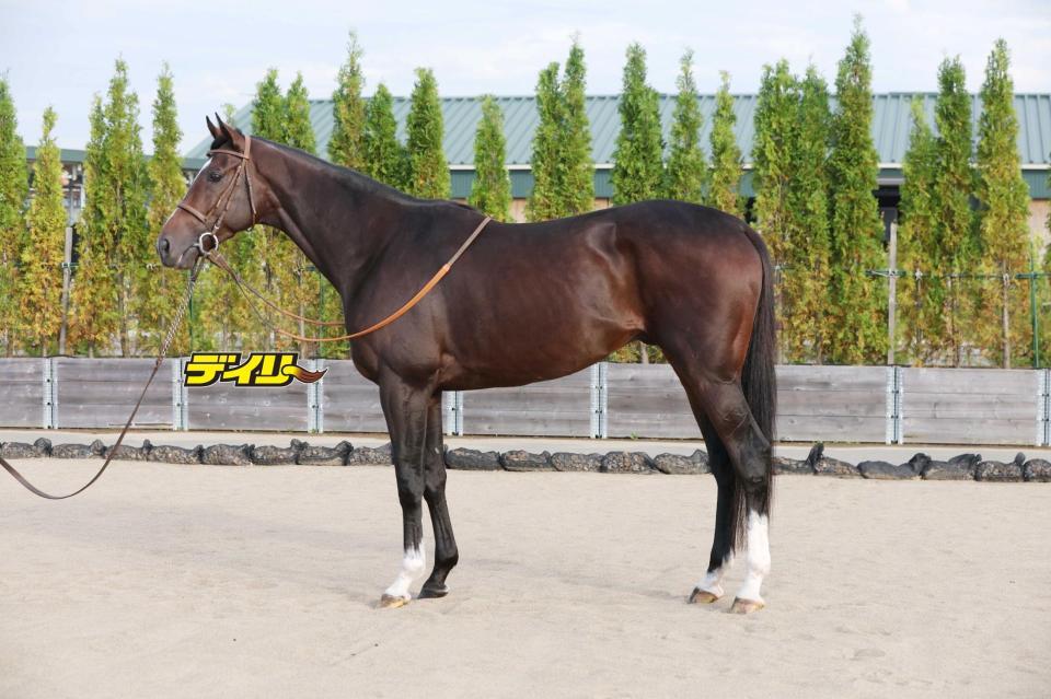 ダノンヒストリー　評価Ｂ