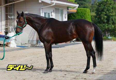 タガノデュード　評価Ｂ