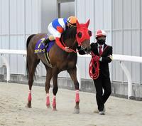 　レースを終え鞍上の矢野から労いをうけるサルサディオーネ＝撮影・持木克友