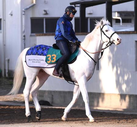 　カメラ目線を送るアマンテビアンコ