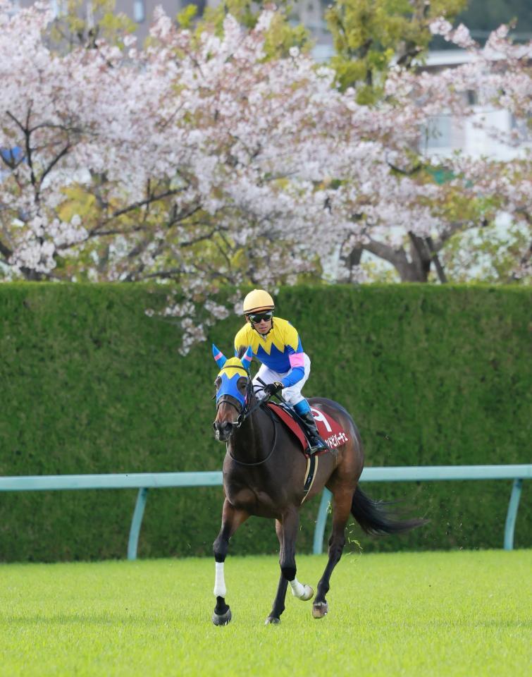 　阪神牝馬Ｓを制したサウンドビバーチェ（撮影・石湯恒介）