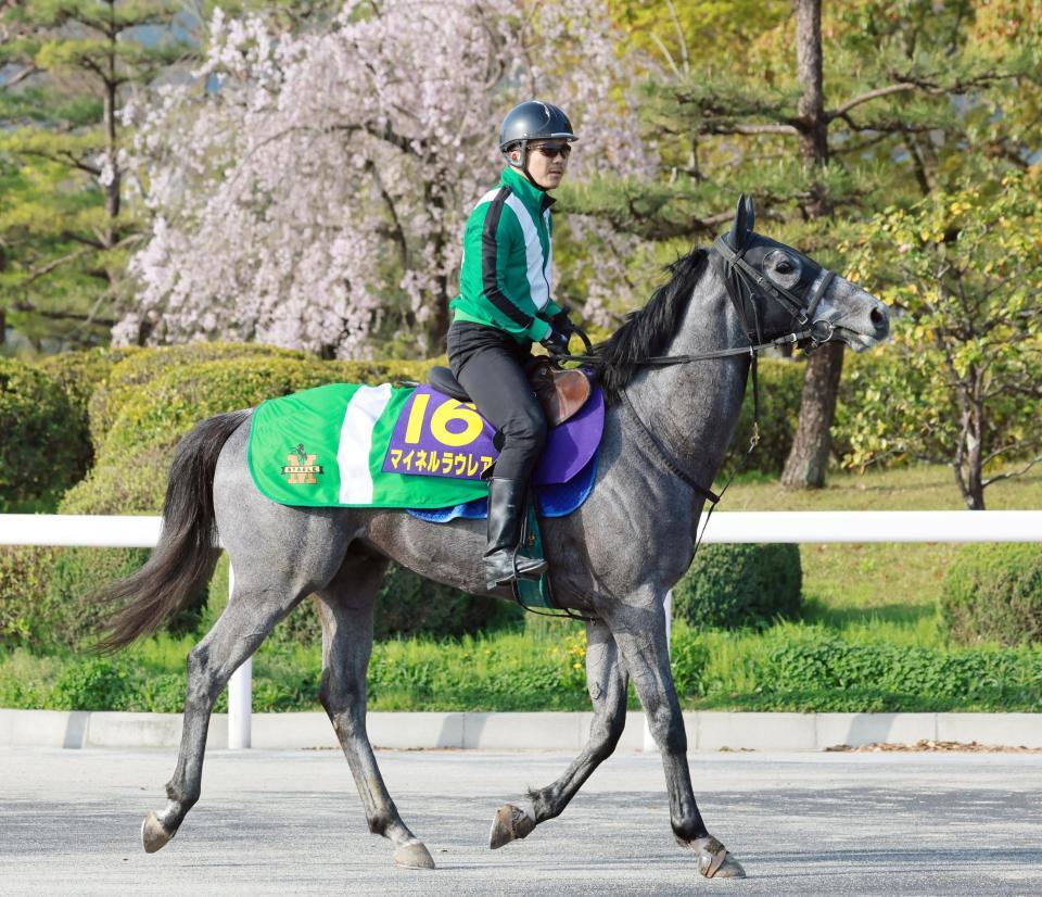 　マイネルラウレア