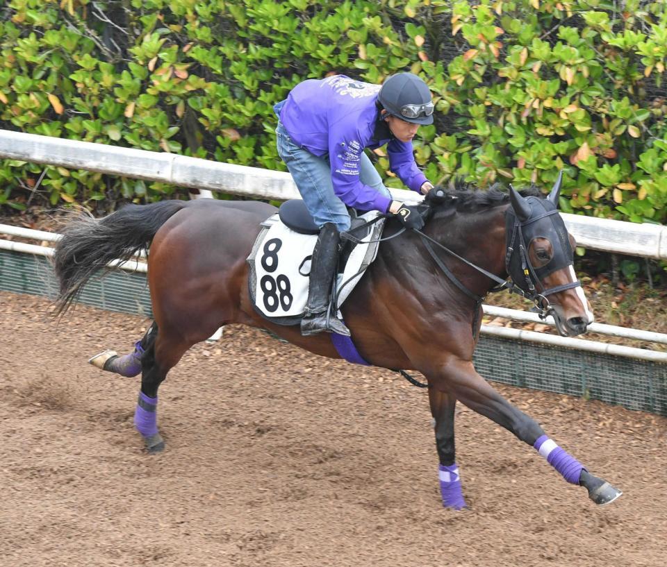 　栗東坂路で鋭い動きをみせるジャスティンスカイ（撮影・石井剣太郎）