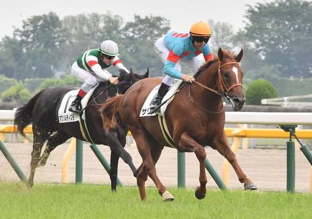 【ＰＯＧ】良血ならではの好センス　サリオス＆サラキアの妹サフィラがゲート試験に合格（栗東発）