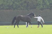 　４角で競走を中止したタイトルホルダー（撮影・石湯恒介）