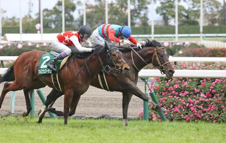 タマモブラックタイ（右）